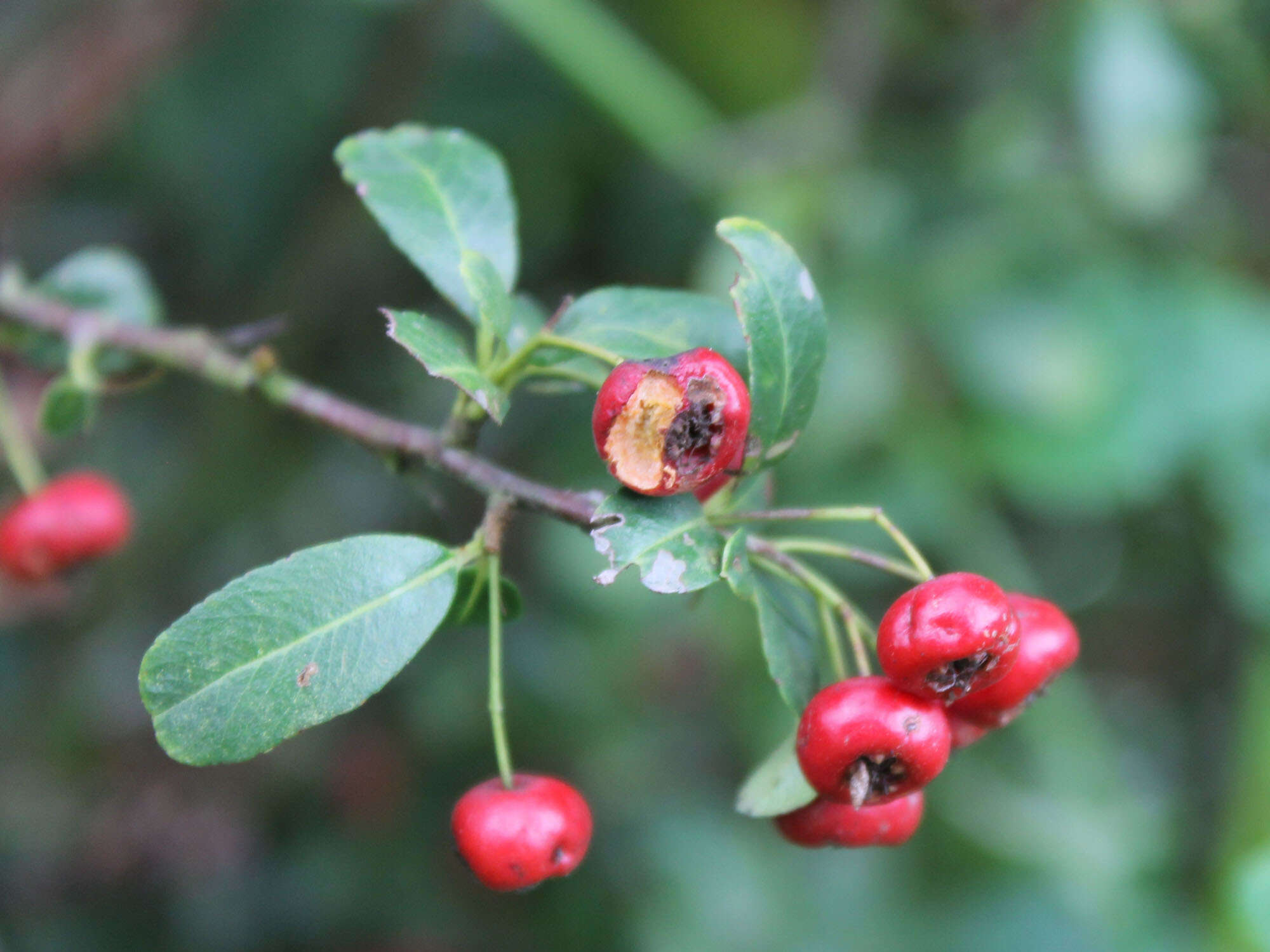 Image de Pyracantha crenulata (D. Don) M. Roemer