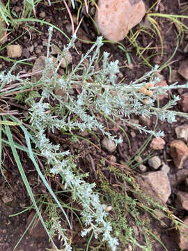 Image of Helichrysum dregeanum Harv. & Sond.