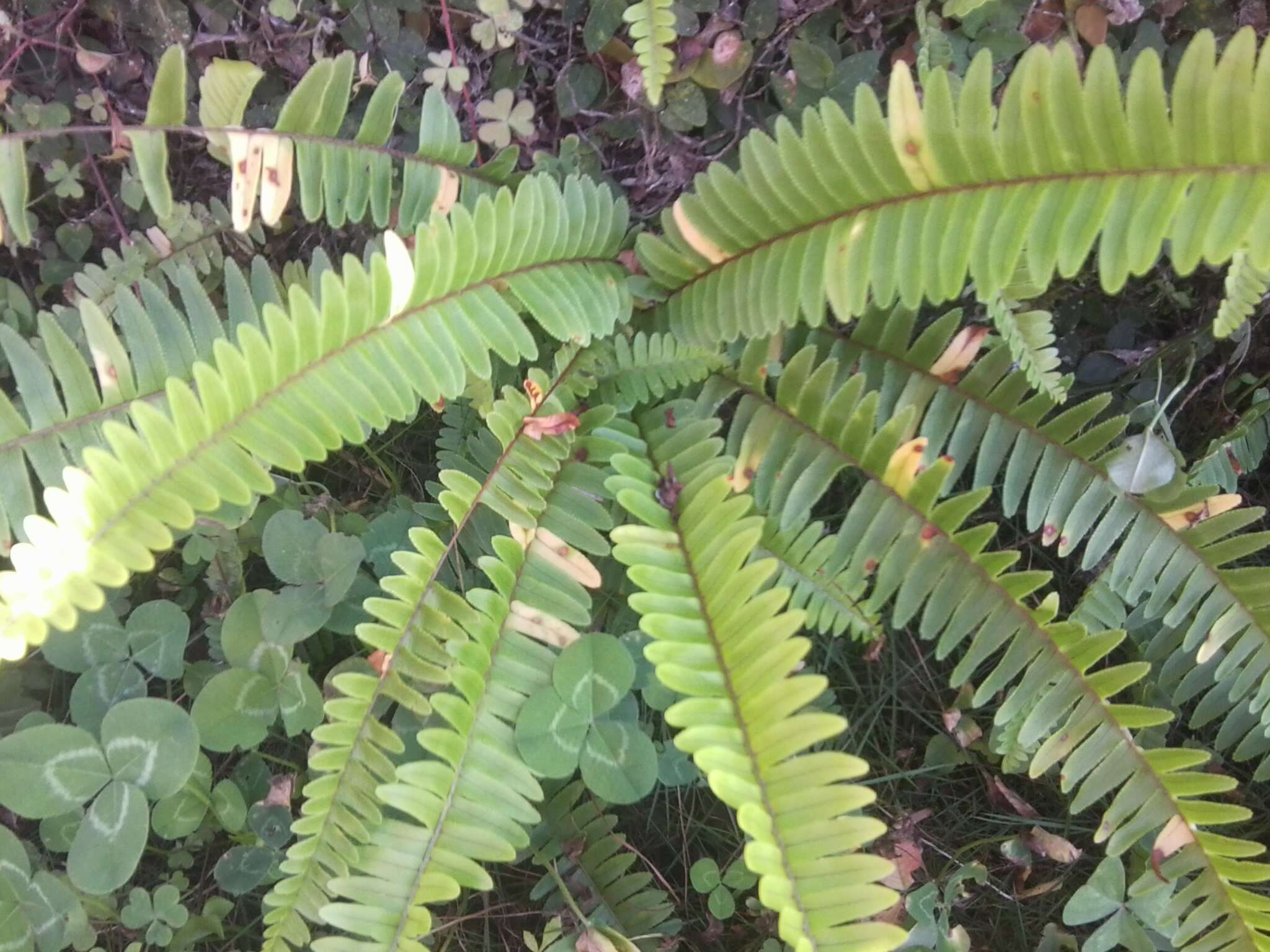 Image of narrow swordfern