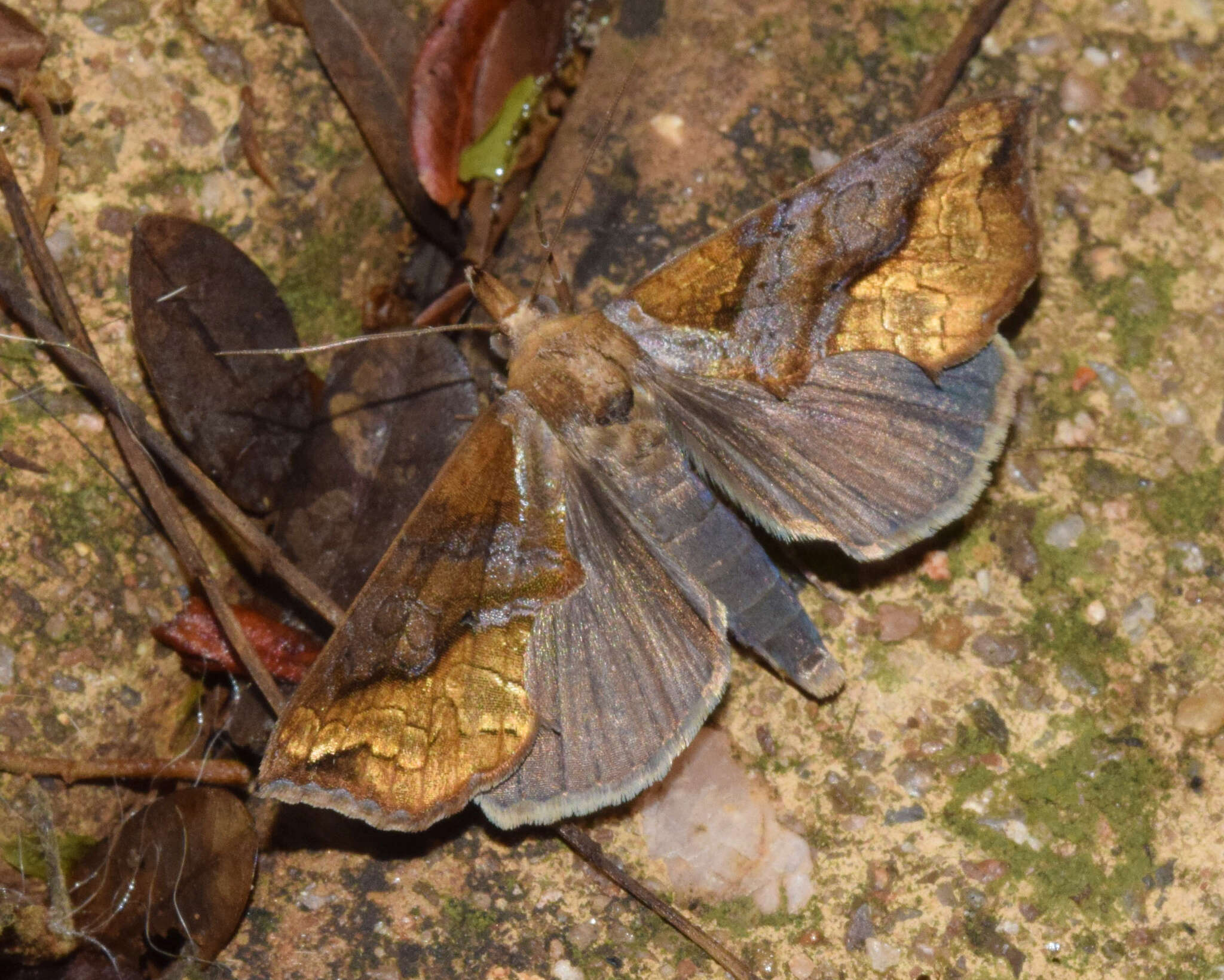 Image of Plusiodonta natalensis Walker 1865