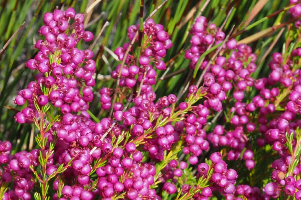 Image of Erica multumbellifera Tausch