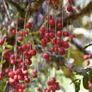 Image of Cabralea canjerana (Vell.) Mart.