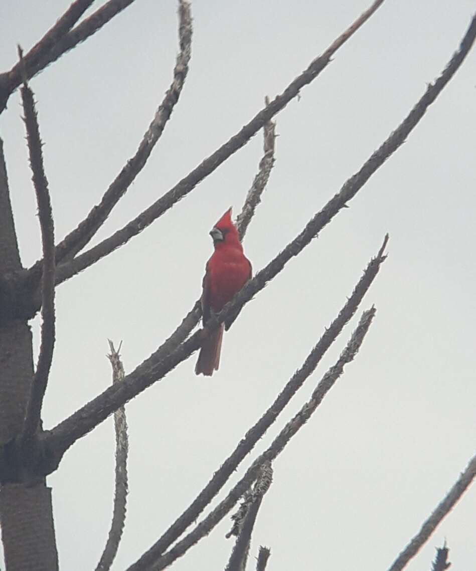 Imagem de Cardinalis phoeniceus Bonaparte 1838