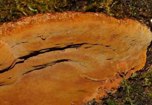 Image of Fuscoporia wahlbergii (Fr.) T. Wagner & M. Fisch. 2001