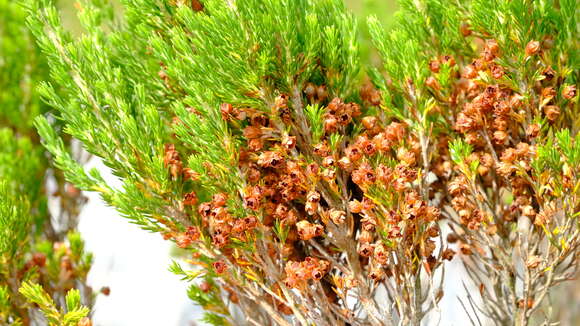 Image of Erica triflora L.