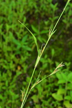 Image of pitscale grass