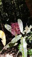 Image of Catalepidia heyana (F. M. Bailey) P. H. Weston