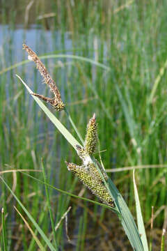 Image of Nebraska sedge