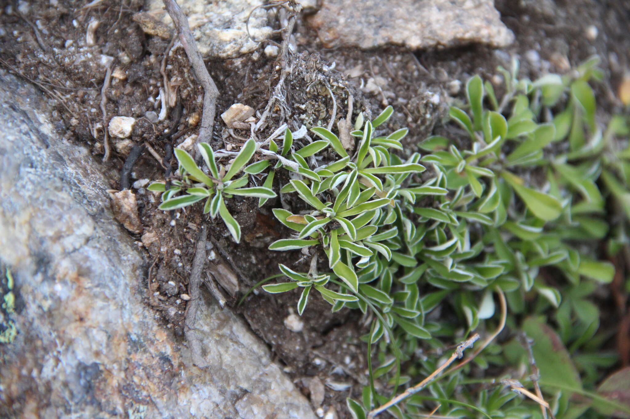 Image de Antennaria monocephala DC.