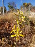 Image of Asphodeline liburnica (Scop.) Rchb.