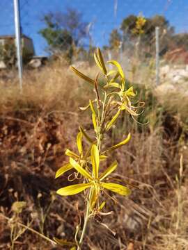 Image of Asphodeline liburnica (Scop.) Rchb.