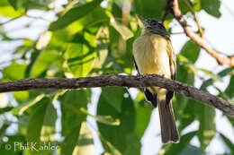 Image of Yellow-margined Flycatcher