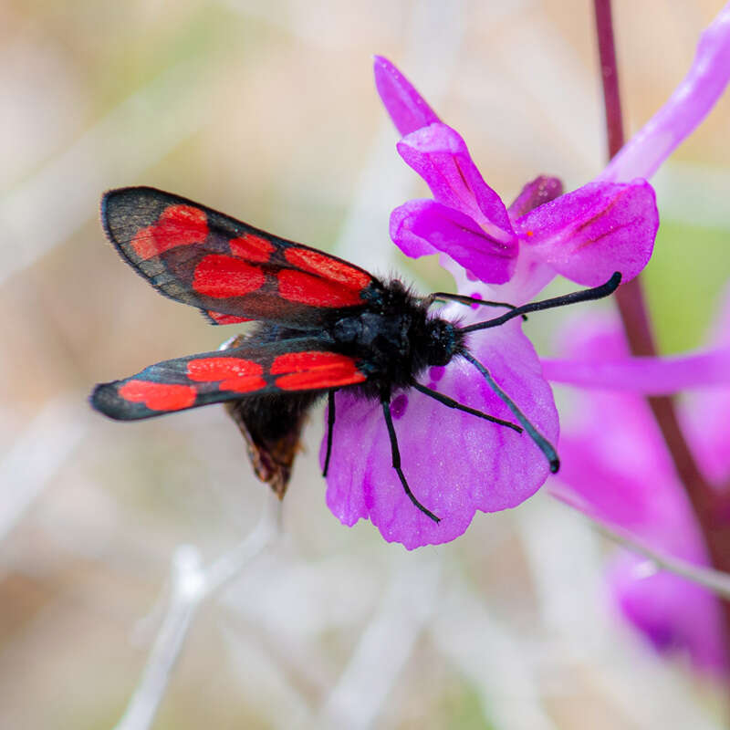 Image of Zygaena graslini Lederer 1855