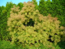 Image of European smoketree