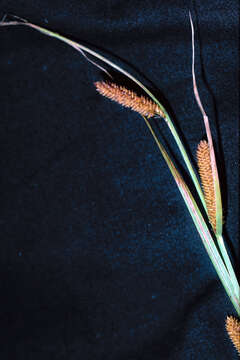 Image of Nebraska sedge