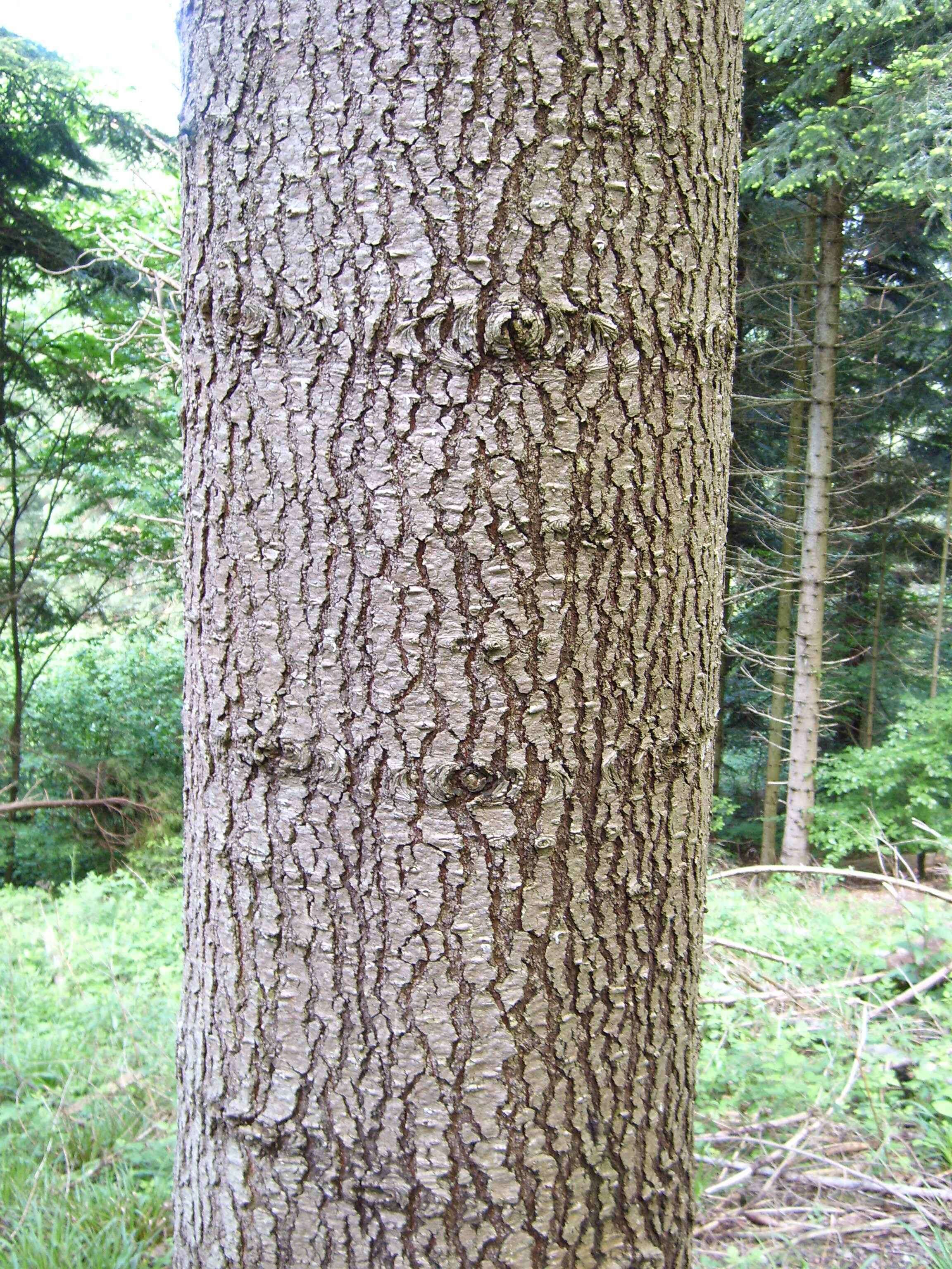 Image of white fir