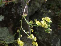 Image of Aeonium glutinosum (Ait.) Webb & Berth.