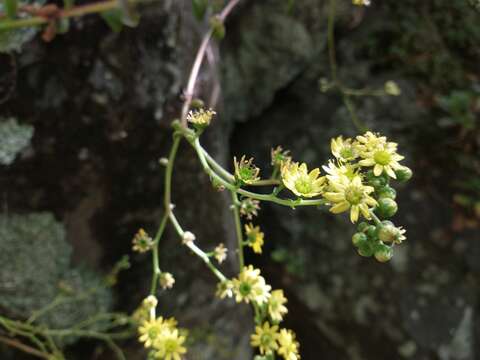 Image of Aeonium glutinosum (Ait.) Webb & Berth.