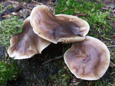 Image of soap tricholoma