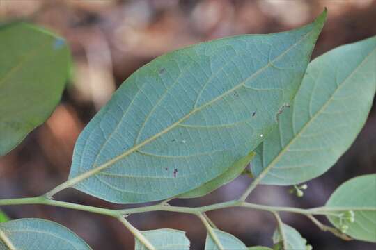 Cryptocarya rigida Meisn. resmi