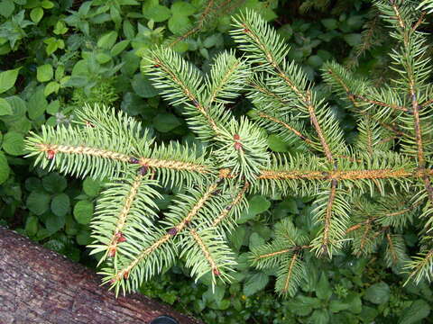 Picea torano (Siebold ex K. Koch) Koehne resmi