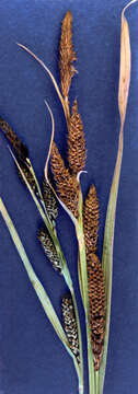 Image of Nebraska sedge