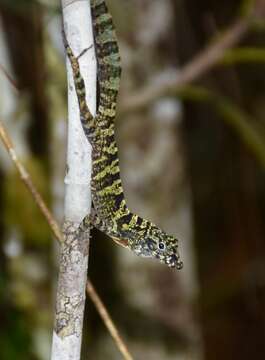 Imagem de Anolis rubribarbus Barbour & Ramsden 1919