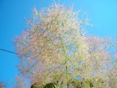 Image of European smoketree