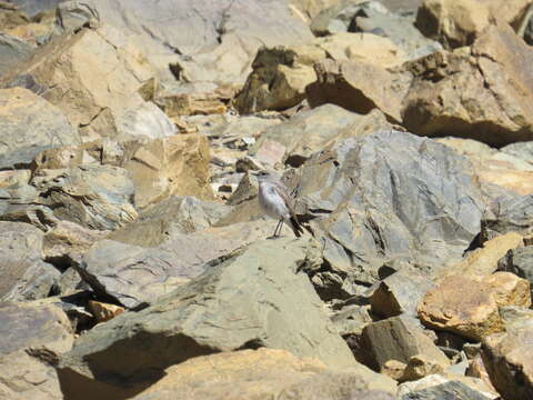 Image of Ochre-naped Ground Tyrant