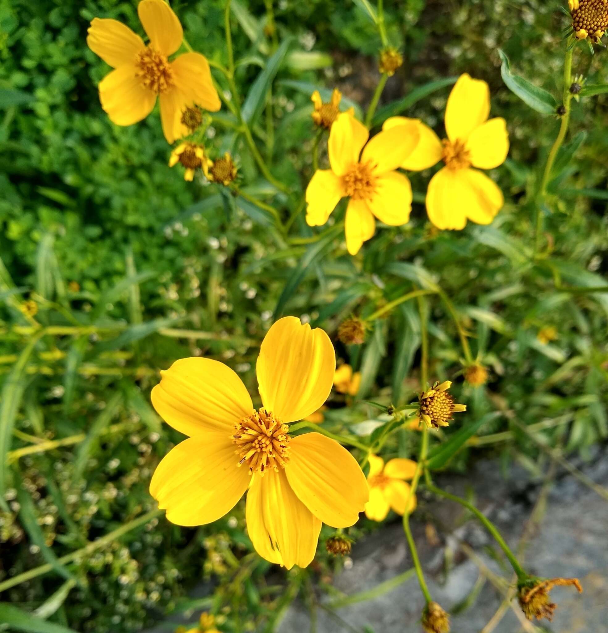 Bidens aurea (Ait.) Sherff的圖片