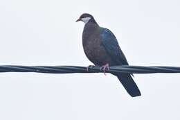 Image of Columba vitiensis hypoenochroa (Gould 1856)