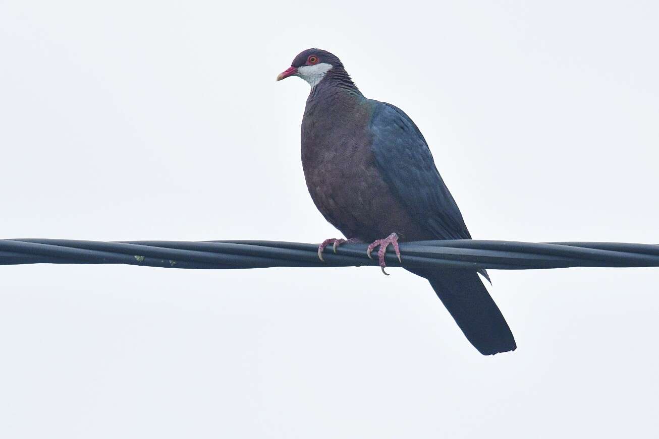 صورة Columba vitiensis hypoenochroa (Gould 1856)