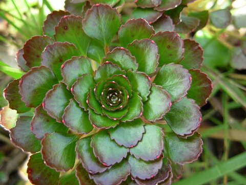 Image de Ludwigia sedoides (Humb. & Bonpl.) Hara