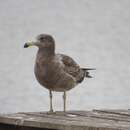 Image of Olrog's Gull