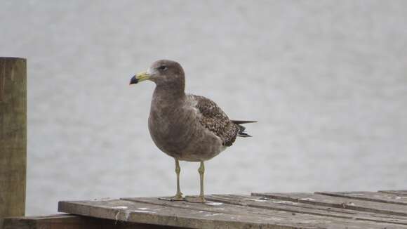 صورة Larus atlanticus Olrog 1958