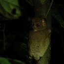 Image of Bornean tarsier