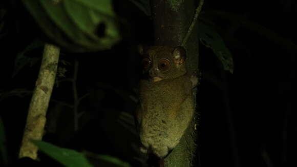 Image of Bornean tarsier