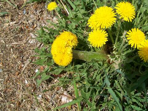 Image of Common Dandelion