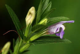 Imagem de Hygrophila uliginosa S. Moore