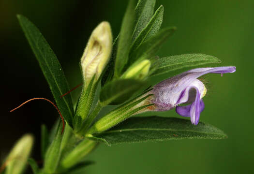 Image of Hygrophila uliginosa S. Moore