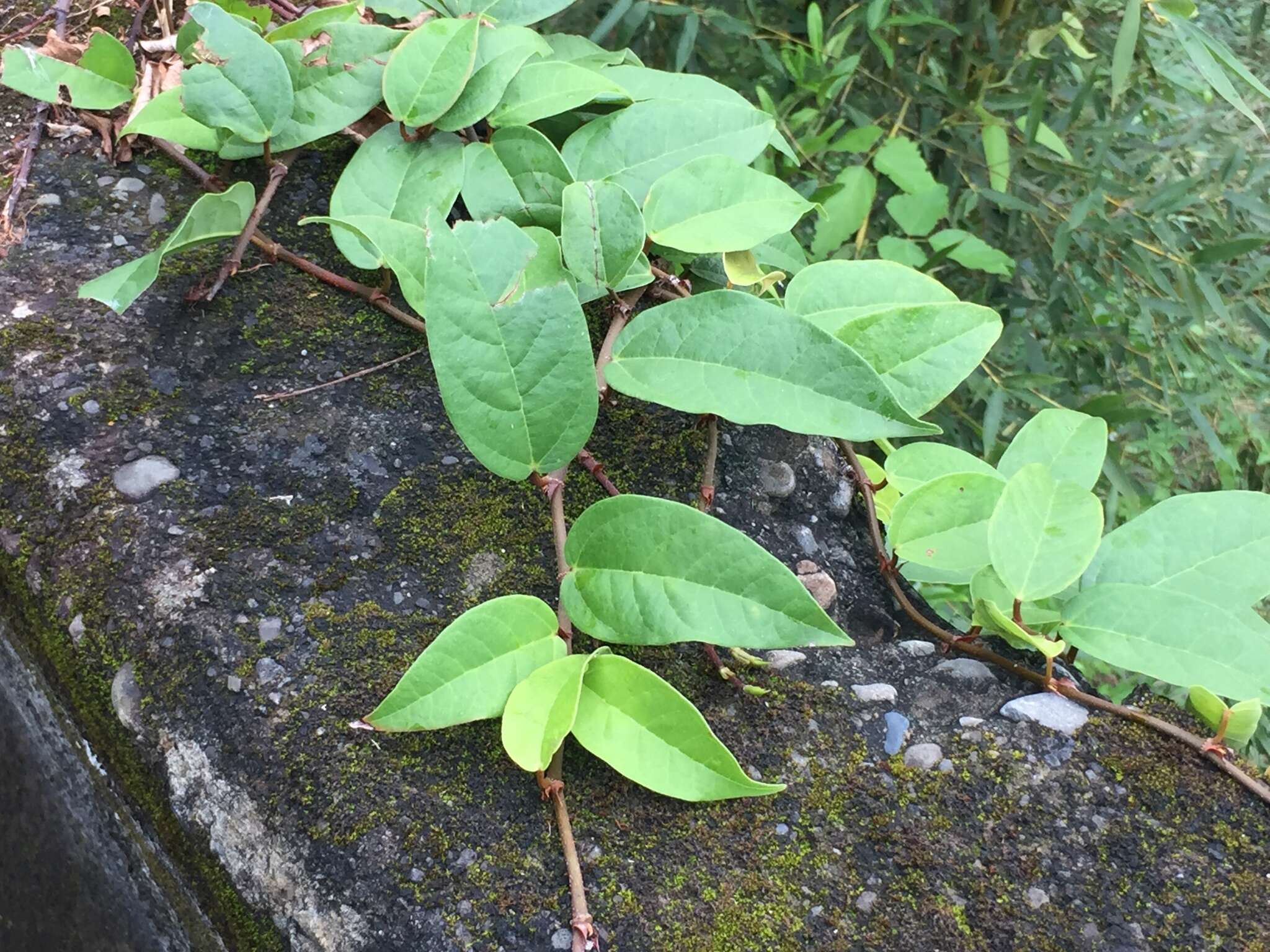 Image of Ficus sarmentosa var. nipponica (Franch. & Savatier) Corner