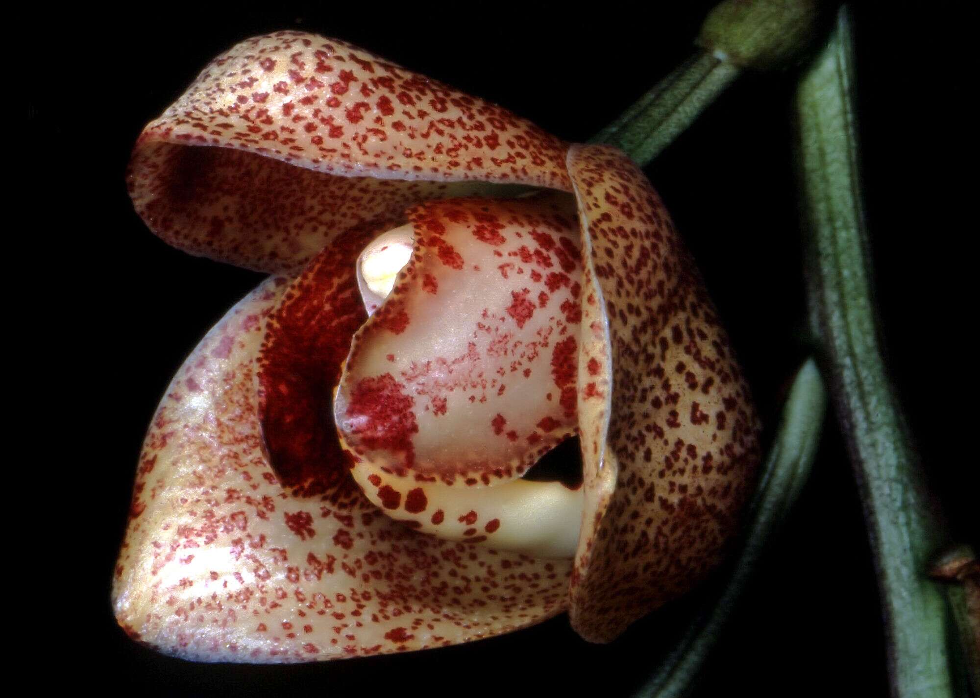 Image of Acineta superba (Kunth) Rchb. fil.