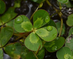 Image of Australian Water-Clover