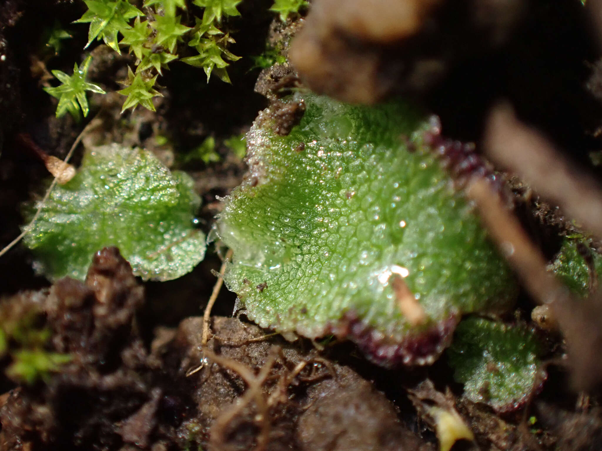 Image of Clevea hyalina (Sommerf.) Lindb.