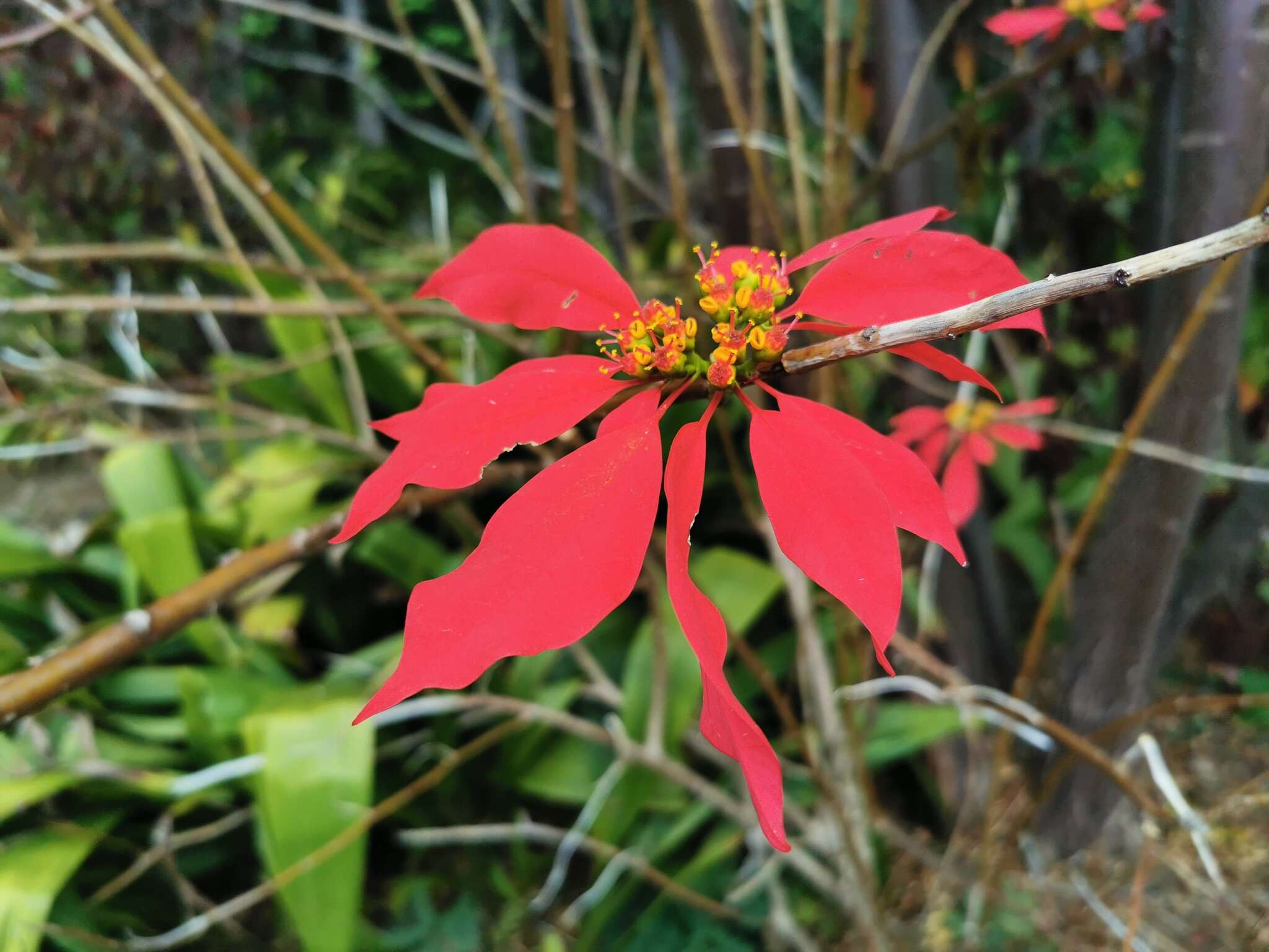 Image of poinsettia