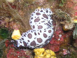 Plancia ëd Peltodoris atromaculata Bergh 1880