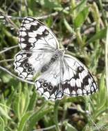 Image of Melanargia larissa Hübner 1827