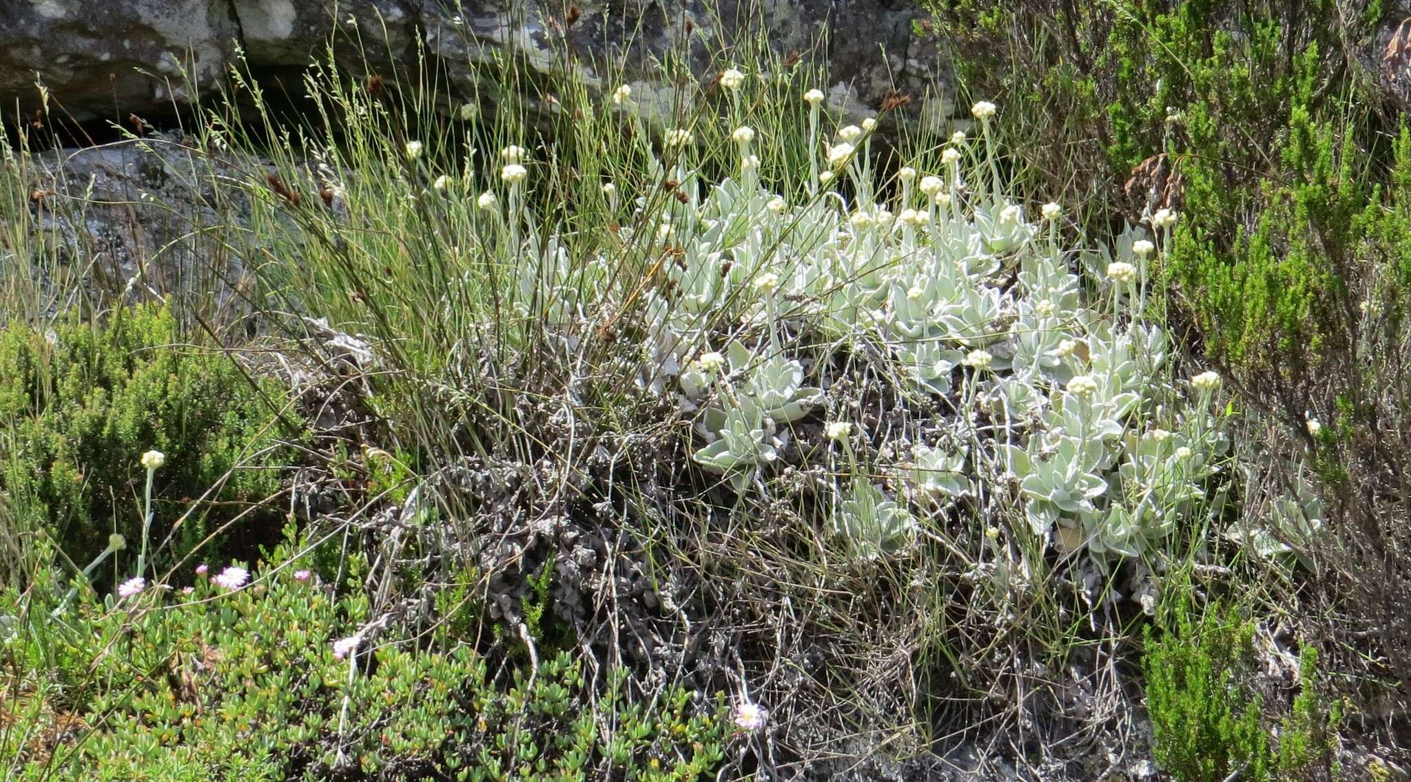 Слика од Helichrysum grandiflorum (L.) D. Don