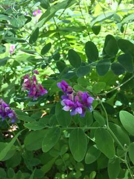 Image de Lathyrus venosus Willd.