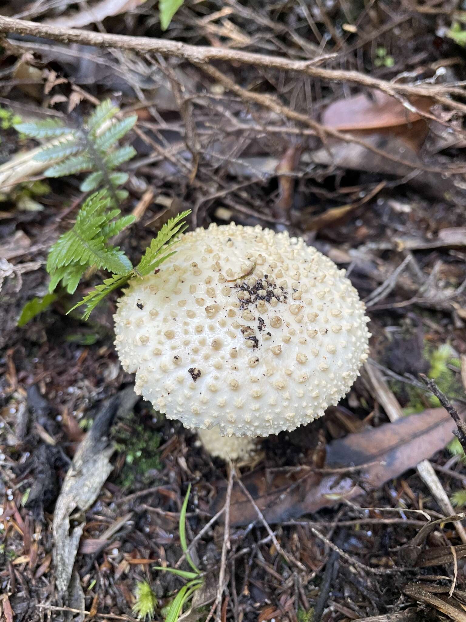 Image of Amanita pareparina G. S. Ridl. 1991